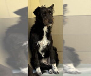 Mutt Dogs for adoption in Riverside, CA, USA