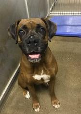 Boxer Dogs for adoption in Bauxite, AR, USA