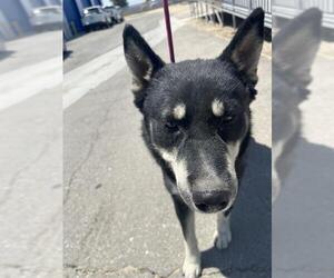 German Shepherd Dog-Siberian Husky Mix Dogs for adoption in Bakersfield, CA, USA