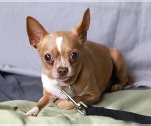 Chihuahua Dogs for adoption in Mankato, MN, USA