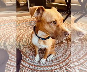American Pit Bull Terrier-Unknown Mix Dogs for adoption in Chandler, AZ, USA
