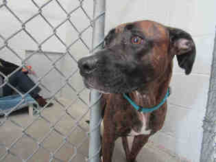 Bullboxer Pit Dogs for adoption in Bowling Green, OH, USA