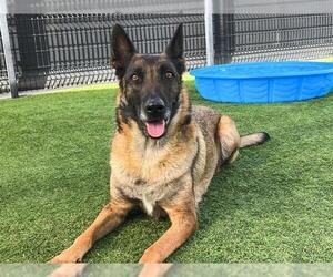 Mutt Dogs for adoption in Orange, CA, USA