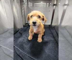 Cairn Terrier-Unknown Mix Dogs for adoption in Orange, CA, USA