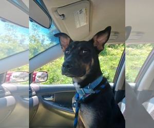 Medium Photo #6 Shepweiller Puppy For Sale in Mechanicsburg, PA, USA