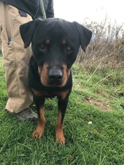Rottweiler Dogs for adoption in Lewisburg, WV, USA