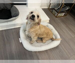 Mutt Dogs for adoption in San Bernardino , CA, USA