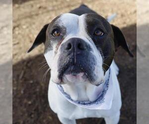 Boxer-Unknown Mix Dogs for adoption in San Antonio, TX, USA