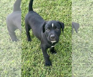 Labrador Retriever-Unknown Mix Dogs for adoption in Shreveport, LA, USA