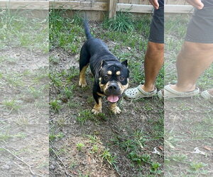 Mutt Dogs for adoption in Thomasville, NC, USA