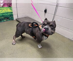 Staffordshire Bull Terrier-Unknown Mix Dogs for adoption in Moreno Valley, CA, USA