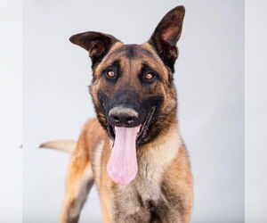 Mutt Dogs for adoption in Pasadena, CA, USA