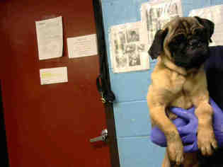Pug Dogs for adoption in Atlanta, GA, USA