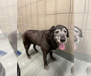 Labrador Retriever-Unknown Mix Dogs for adoption in Baytown, TX, USA
