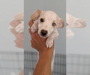 Italian Greyhuahua Dogs for adoption in El Cajon, CA, USA