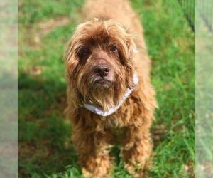 Cocker Spaniel-Unknown Mix Dogs for adoption in San Antonio, TX, USA