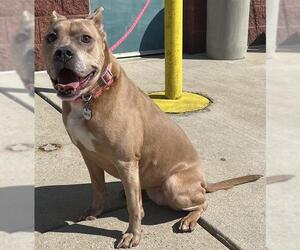 Boxer-Unknown Mix Dogs for adoption in Forestville, MD, USA