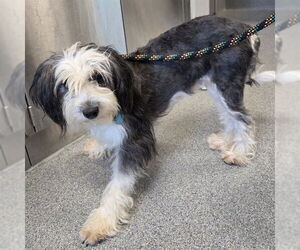 Poodle (Miniature)-Unknown Mix Dogs for adoption in Waterford, VA, USA