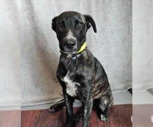 Medium Photo #21 Dutch Shepherd -Labrador Retriever Mix Puppy For Sale in Rockwall, TX, USA