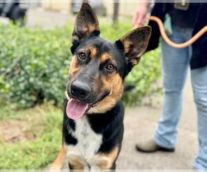German Shepherd Dog-Unknown Mix Dogs for adoption in Santa Rosa, CA, USA