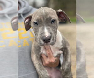 American Staffordshire Terrier Dogs for adoption in Lawrenceville, NJ, USA