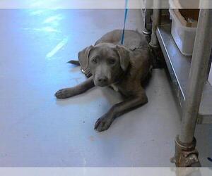 Labrador Retriever-Unknown Mix Dogs for adoption in Fayetteville, NC, USA
