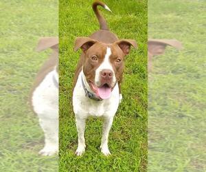 American Pit Bull Terrier-Unknown Mix Dogs for adoption in Cabool, MO, USA