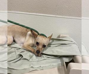 Chihuahua Dogs for adoption in Modesto, CA, USA