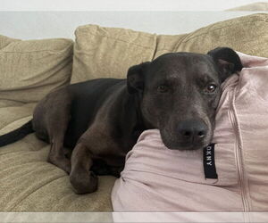 Catahoula Leopard Dog-Labrador Retriever Mix Dogs for adoption in San Diego, CA, USA