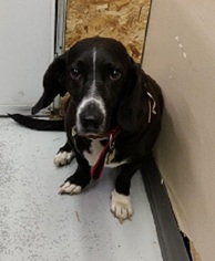 Basset Hound Dogs for adoption in Millville, UT, USA