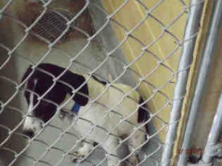 Border Terrier Dogs for adoption in Tulsa, OK, USA