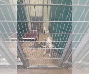 American Pit Bull Terrier-Unknown Mix Dogs for adoption in Texas City, TX, USA