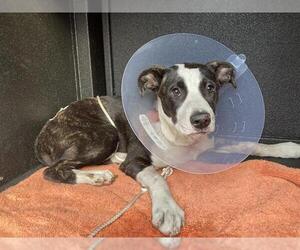 Mutt Dogs for adoption in Long Beach, CA, USA