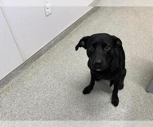 Labrador Retriever-Unknown Mix Dogs for adoption in Fort Collins, CO, USA