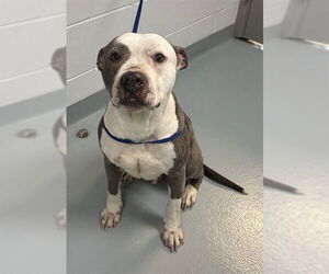 American Pit Bull Terrier Dogs for adoption in St. Cloud, FL, USA