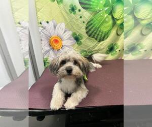 Maltese-Unknown Mix Dogs for adoption in Tampa, FL, USA