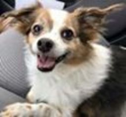 Papillon Dogs for adoption in Florence, KY, USA