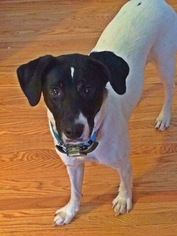 Borador Dogs for adoption in Springville, NY, USA