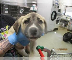 Anatolian Shepherd-Unknown Mix Dogs for adoption in Oklahoma City, OK, USA