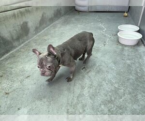 French Bulldog Dogs for adoption in Pasadena, CA, USA