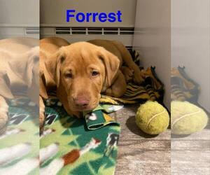 Sheprador Dogs for adoption in Mechanicsburg, PA, USA