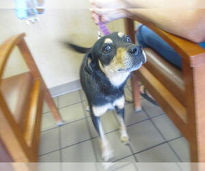 Miniature Pinscher-Unknown Mix Dogs for adoption in Ocala, FL, USA