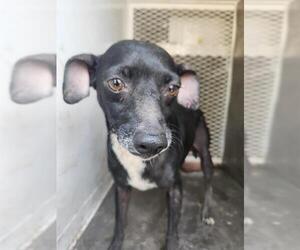 Chihuahua Dogs for adoption in Bakersfield, CA, USA