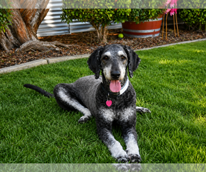 Bernedoodle Dogs for adoption in Clovis, CA, USA