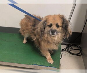 Pominese Dogs for adoption in Corona, CA, USA