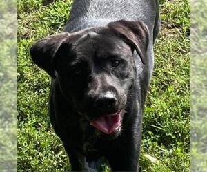 Labrador Retriever Dogs for adoption in Madisonville, TN, USA