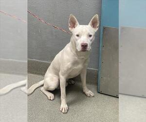 American Pit Bull Terrier-Unknown Mix Dogs for adoption in Las Vegas, NV, USA