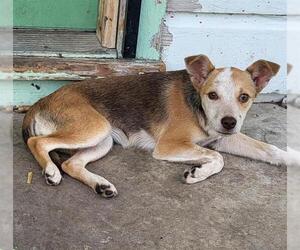 Mutt Dogs for adoption in San Antonio, TX, USA