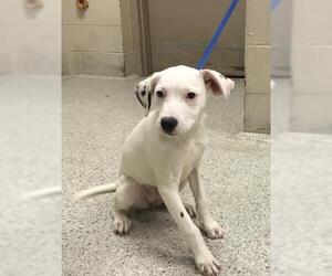 Labrador Retriever Dogs for adoption in Conroe, TX, USA