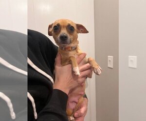 Chihuahua Dogs for adoption in Salt Lake City, UT, USA